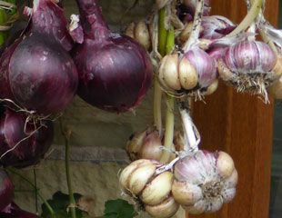 Storing onions and garlic