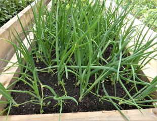 Growing onions in veg plot