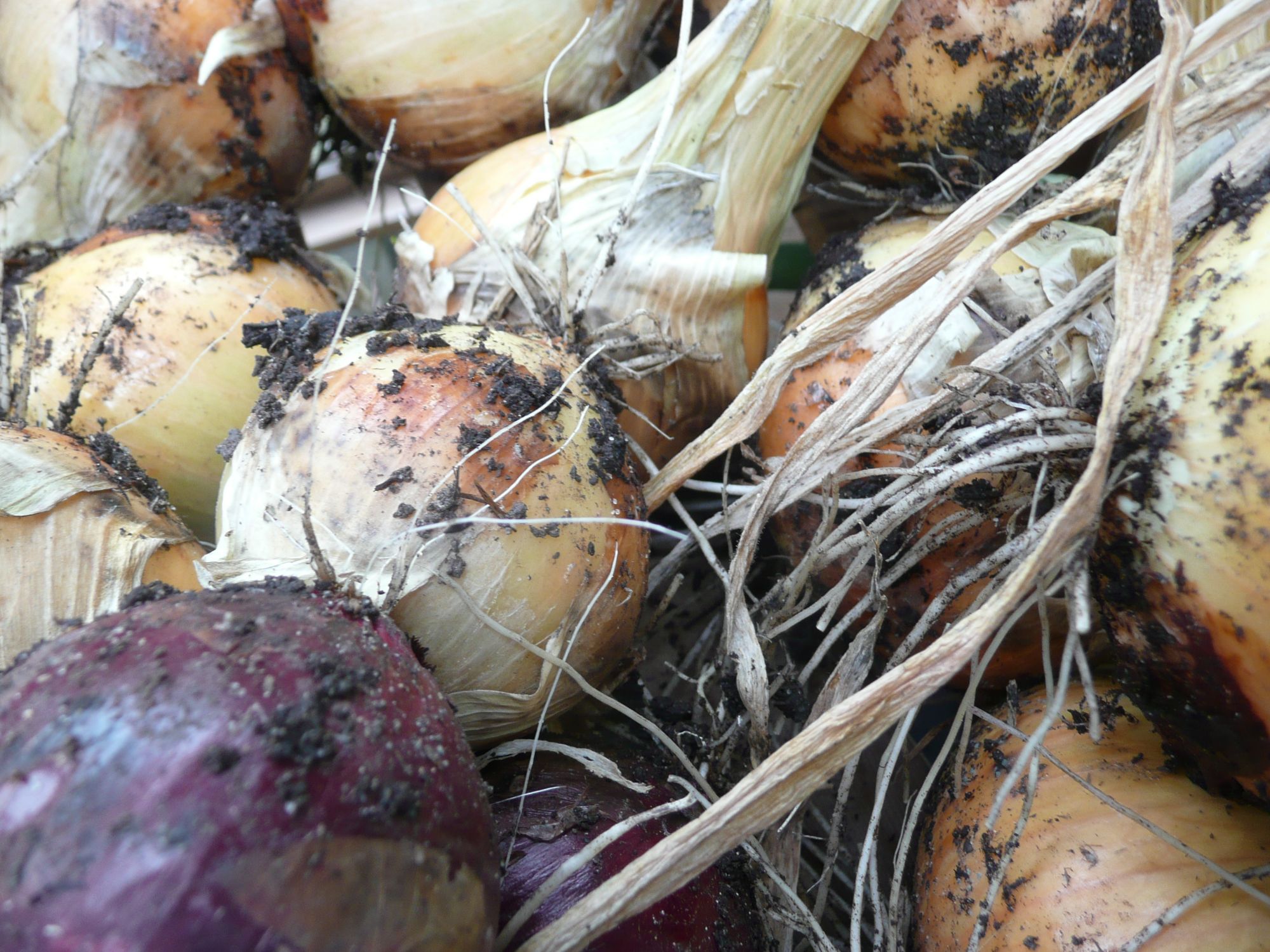 drying onions