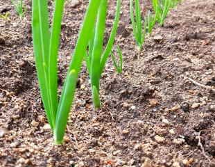 Spring onions