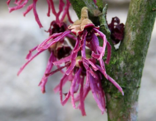 purple Hamamelis vernalis Amethyst