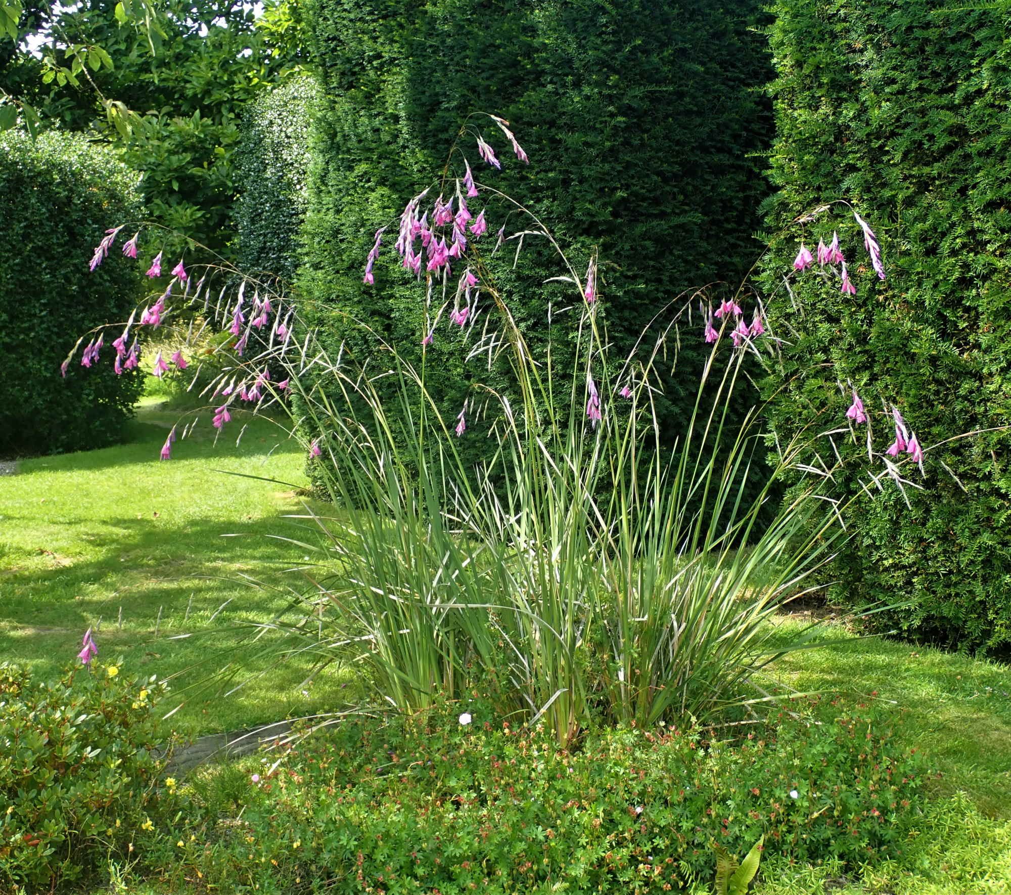 Dierama at Arley Hall