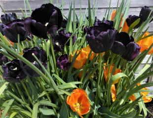 orange and dark purple tulips in flower