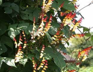 Ipomoea lobata 