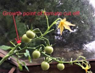 Growth point cut off tomato