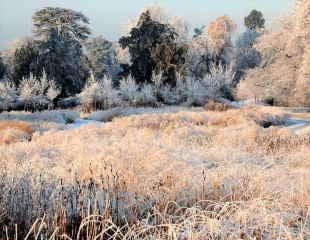 Frosty grasses at Trentham gardens