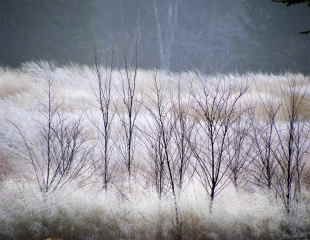 Deschampsia & Betula Nigra Trentham Gardens 