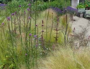 Stipa tenuissima and verbena bonariensis