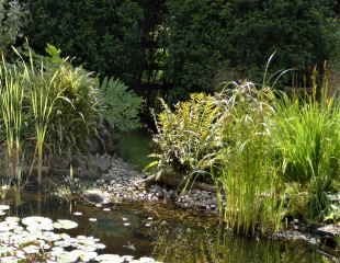 shallow beach entry into pond