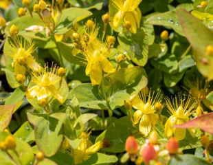 Hypericum inodorium magical beauty ('Kolmbeau')