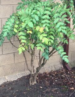 Leggy Mahonia