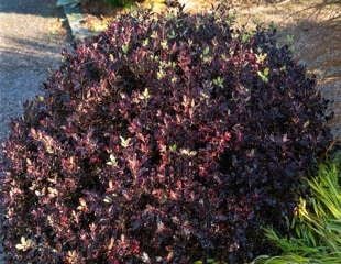 Pittosporum tenuifolium tom thumb