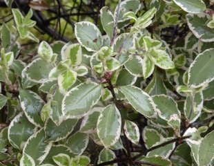 Pittosporum tenuifolium Variegatum'