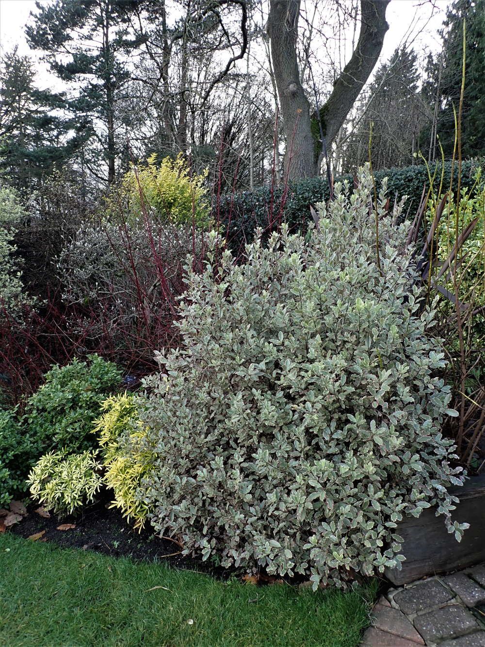 Pittosporum tennifolium in RHS Harlow Carr