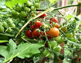 Tomatoes growing in greenhouse