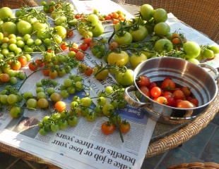 Best way to Ripen Green Tomatoes