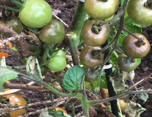 Disease tomatoes