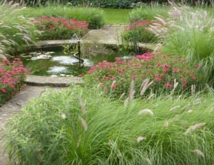 Grasses and late flower alliums