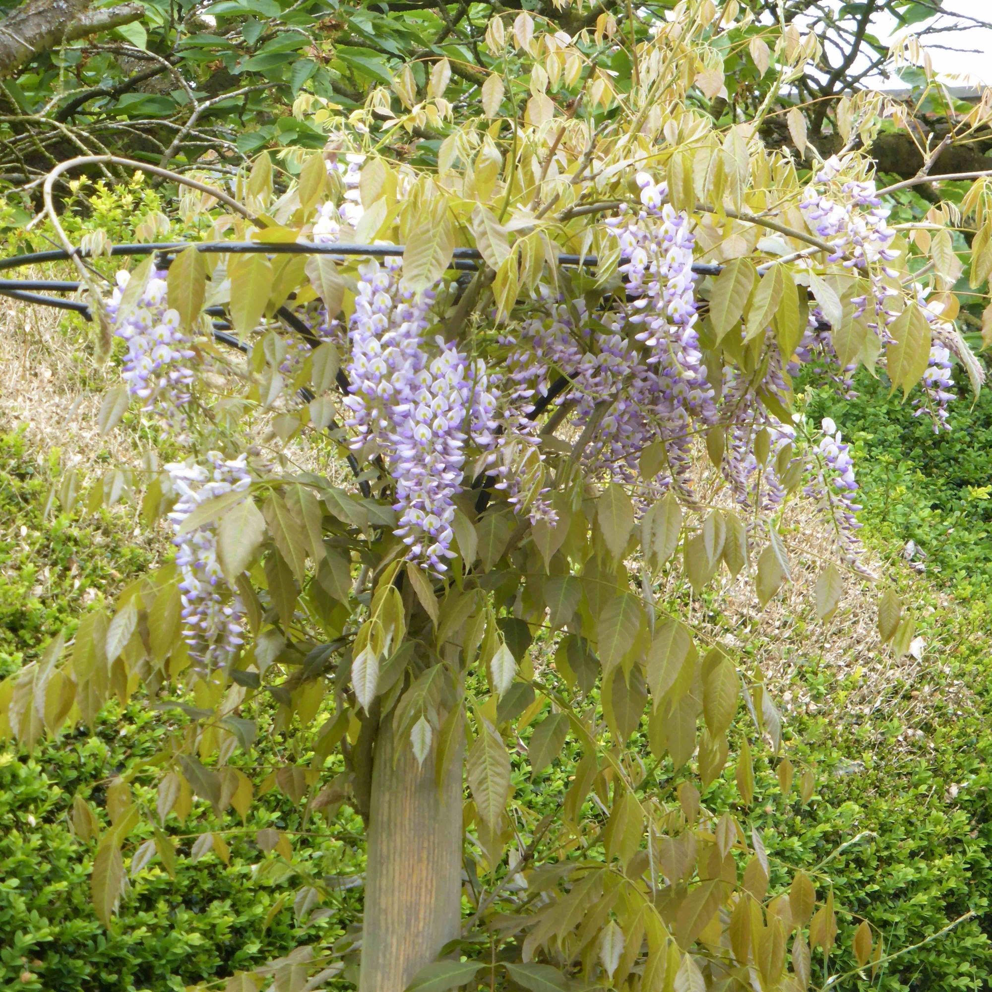 Wisteria as a standard 