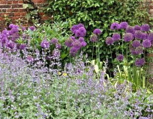 Nepeta, Allium, peony and Clematis