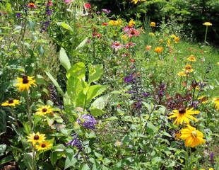 Rudbeckia and salvia