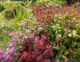 beautiful colours, achillea, rudbeckia, pescaria  and crocosmia