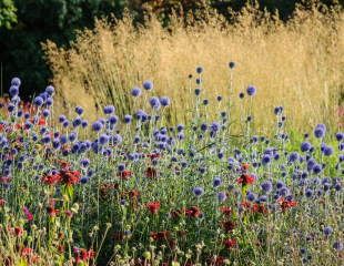 RHS Harlow Carr Enchinops Monarda and Stipa gigantea