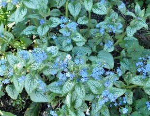 Brunnera macrophylla â€˜Jack Frostâ€™ 