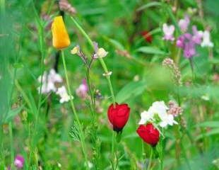 wildflowers-in-September