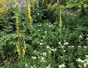 Verbascum in naturalised setting