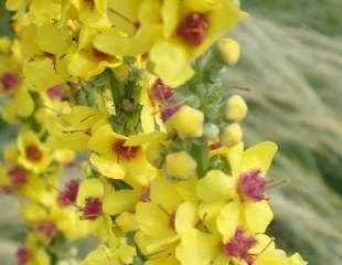 Verbascum nigrum