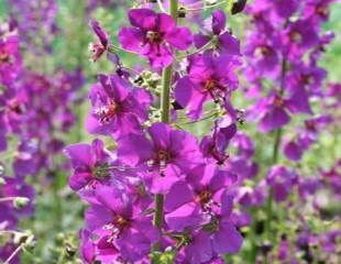 Verbascum phoeniceum 'Violetta' purple mullein