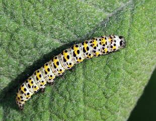 Mullein_moth_caterpillar_(Cucullia_verbasci) credit Charles J Sharp 