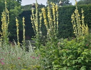 Tall Verbascum make a bold statement