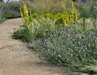 Verbascum with grasses