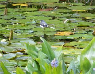 Wagtail tit on lily pad