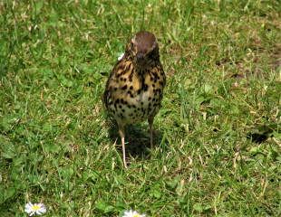 Thrush checking out the grass