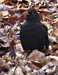 Blackbird in leaf litter