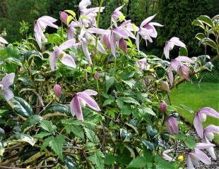 Clematis alpina "Willy"