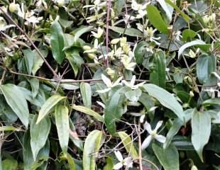 Clematis armandii in poor conditions