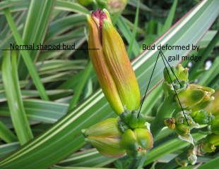 Contarinia quinquenotata  gall midge damage on Hemerocallis flower bud 