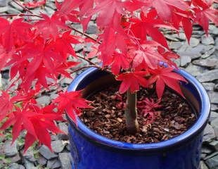 Acer growing in a container