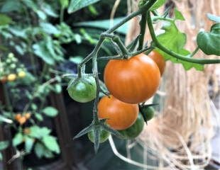 Tomatoes in greenhouse with ripening fruit