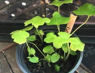 delphiniums grown from seed