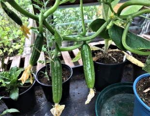 A string of cucumbers