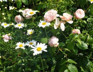 Rose sweet juliet and  Leucanthemum