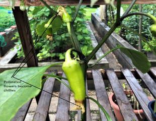 Flowers become chillies