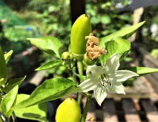 Flowers on Chilli plant