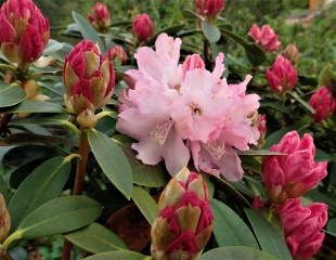 Rhododendron beautiful pink blooms