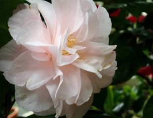 Camellia 'easter morn'